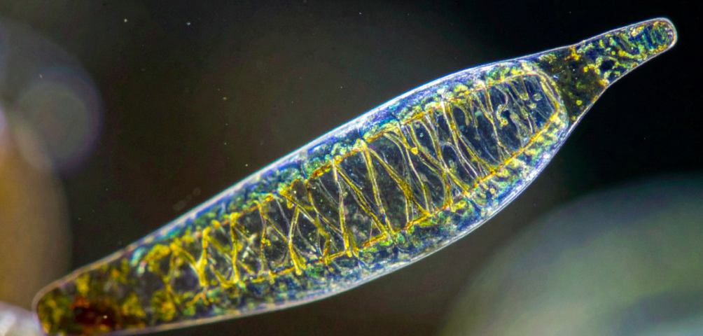 Global Algae Summit 2026