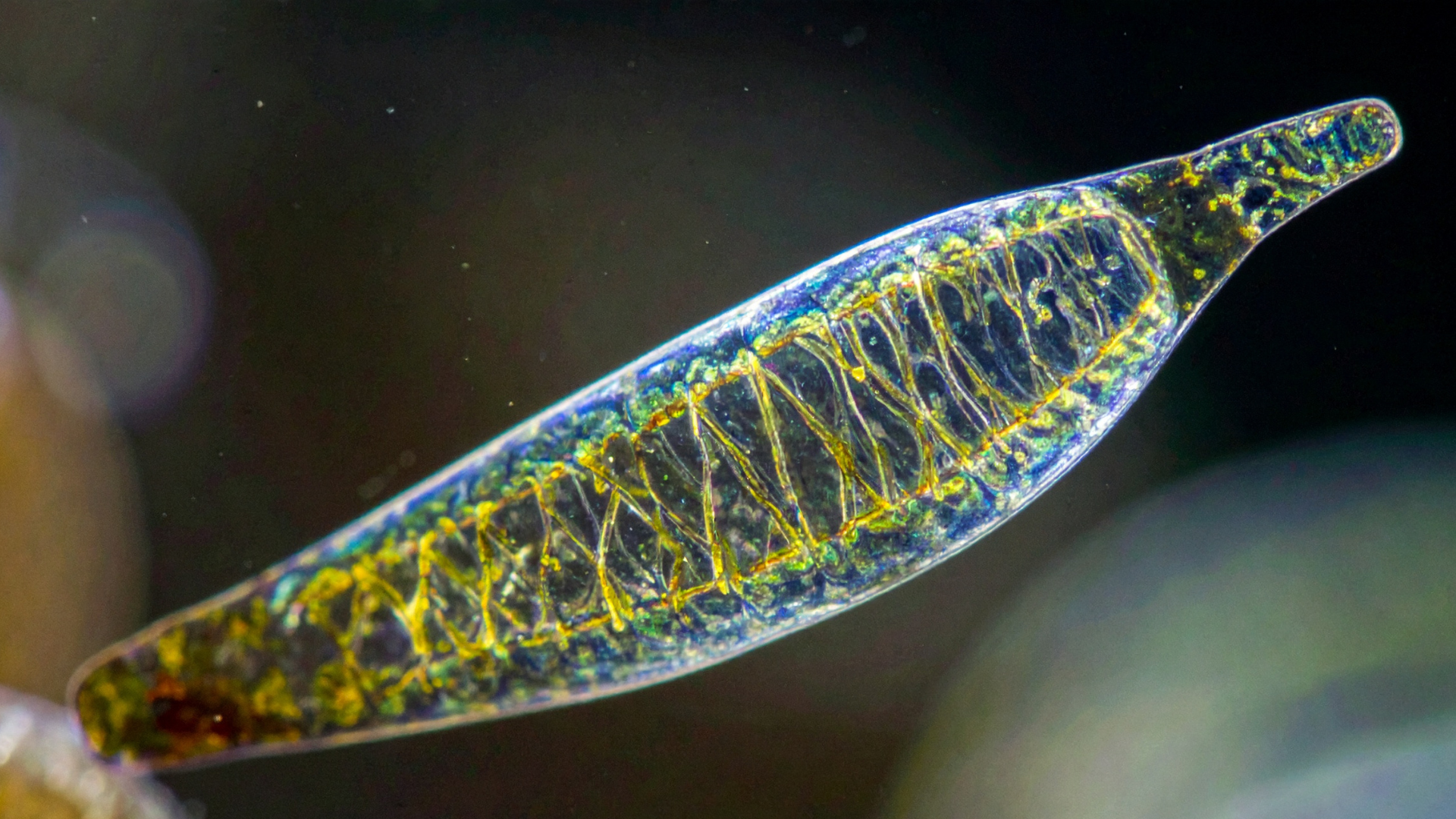 Global Algae Summit 2026