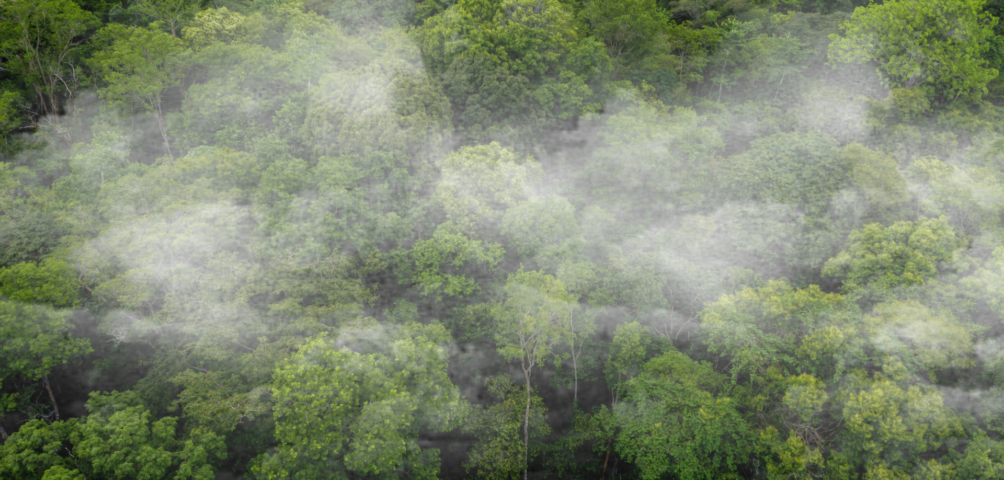 Forest Innovation Summit 2026