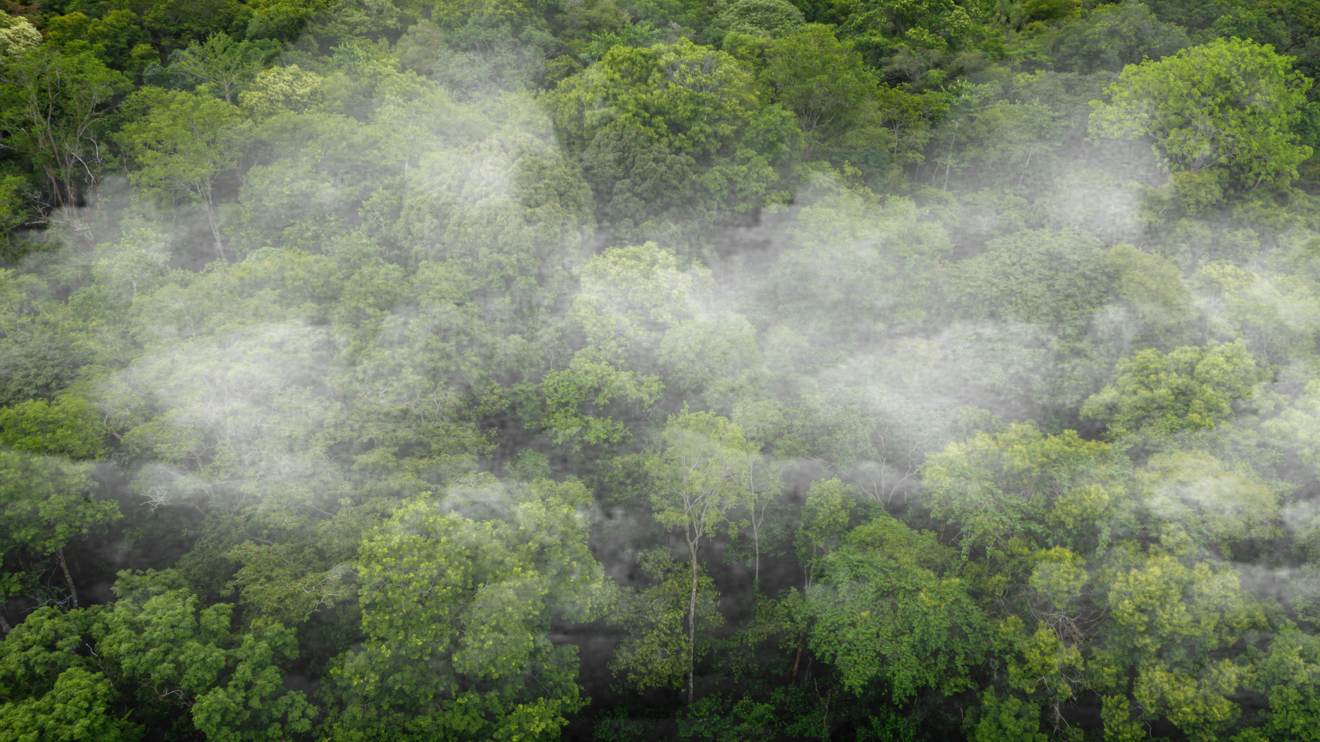Forest Innovation Summit 2026
